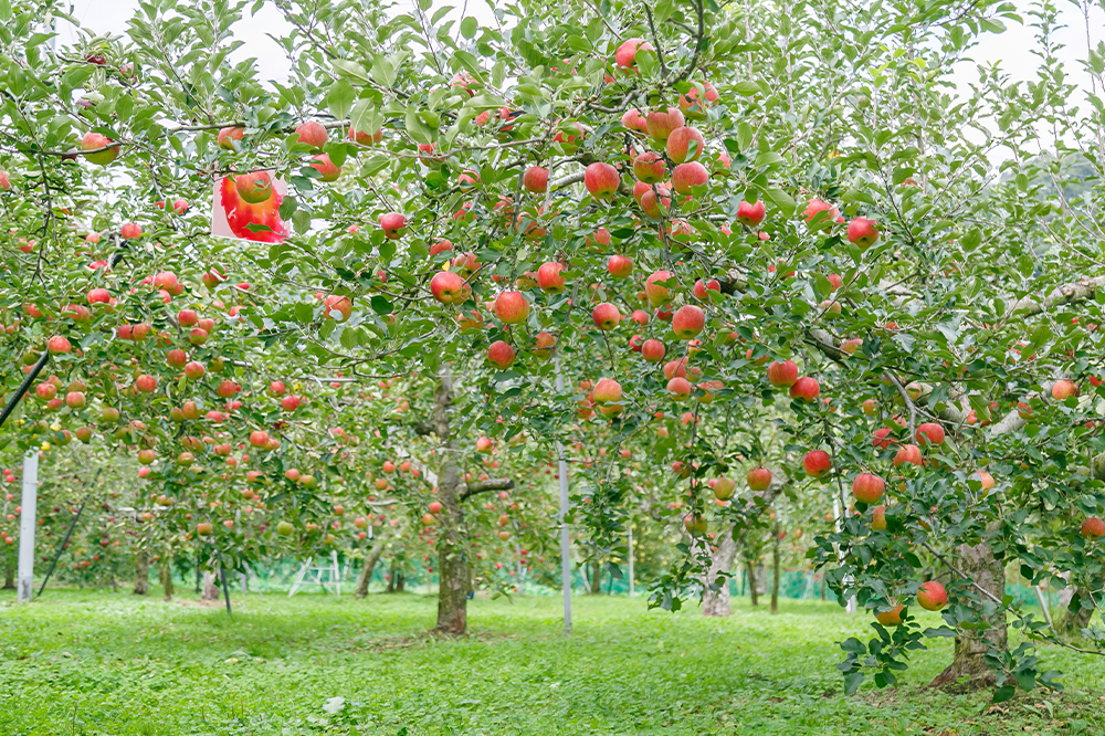 りんごの木のオーナー募集