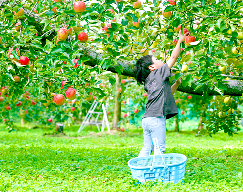 Apple and Blueberry Picking 