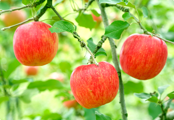 Tamura Apple Farm