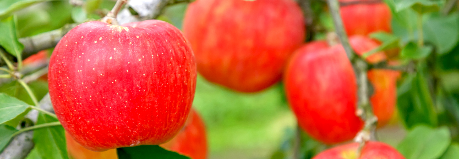 Tamura Apple Farm