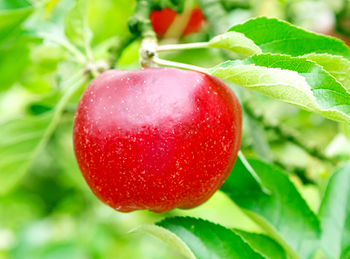 Tamura Apple Farm