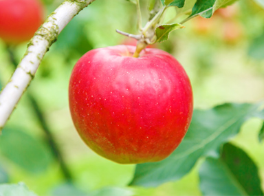 Tamura Apple Farm