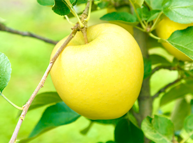 Tamura Apple Farm