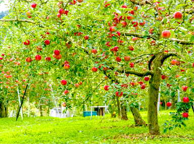 Tamura Apple Farm