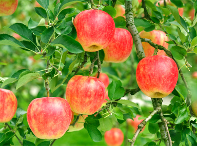 Tamura Apple Farm