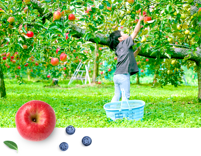 りんご・ブルーベリー狩り