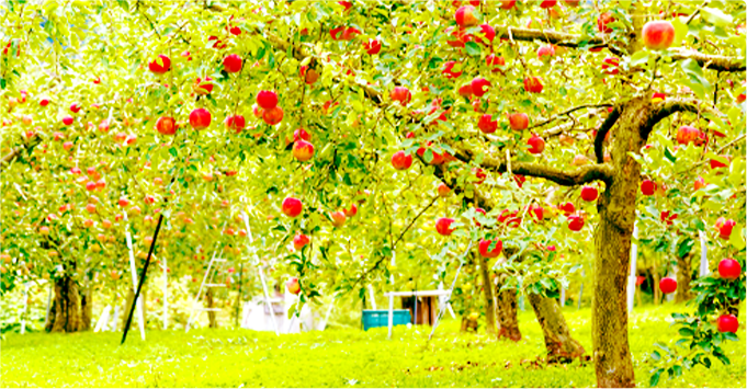 Your Own Apple Tree