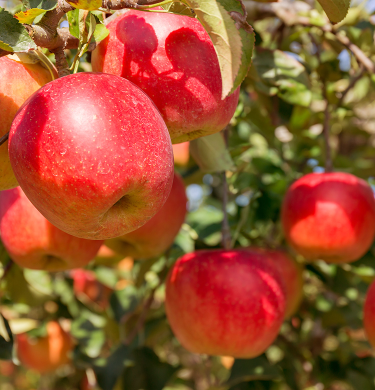 Tamura Apple Farm